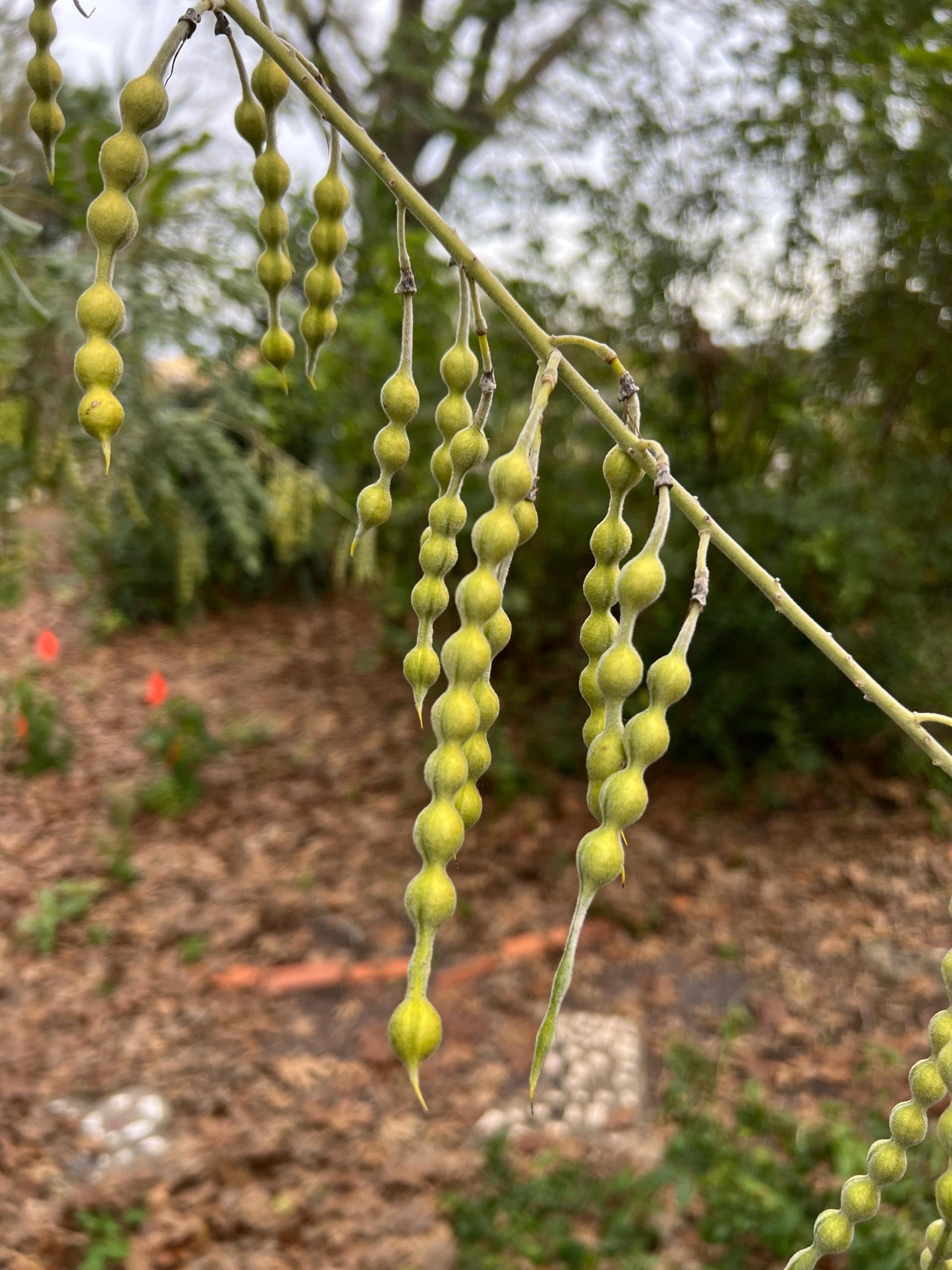 yellow flower seed pods Yellow Necklacepod 20 Seeds Sophora tomentosa – R&B Floridaseeds