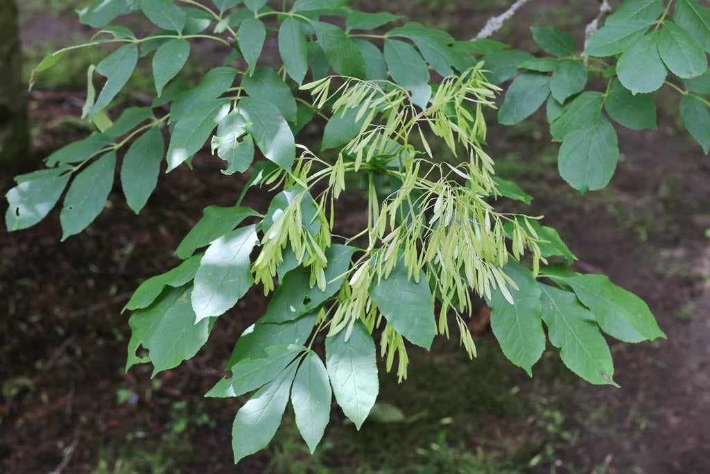 Flowering Ash  100 Seeds  Fraxinus ornus