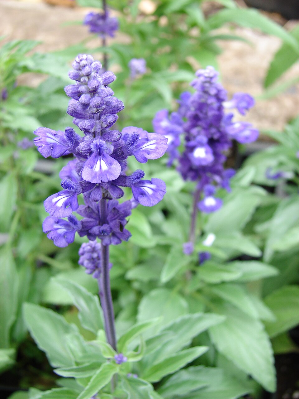Mealy Blue Sage   100 Seeds   Salvia farinacea