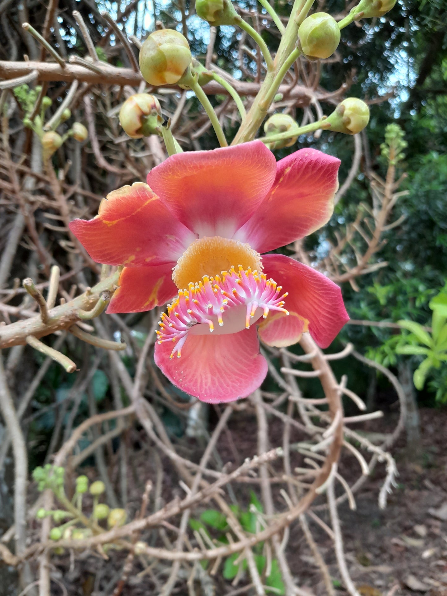 Cannonball Tree   5 Seeds   Couroupita guianensis