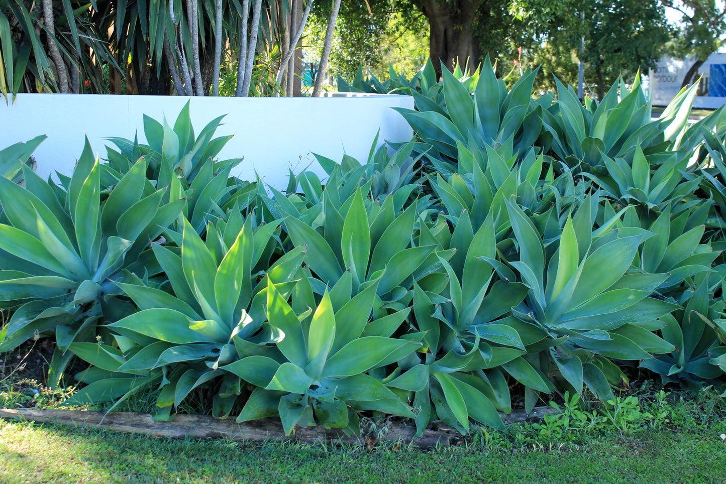 Foxtail Agave   25 Seeds   Agave attenuata