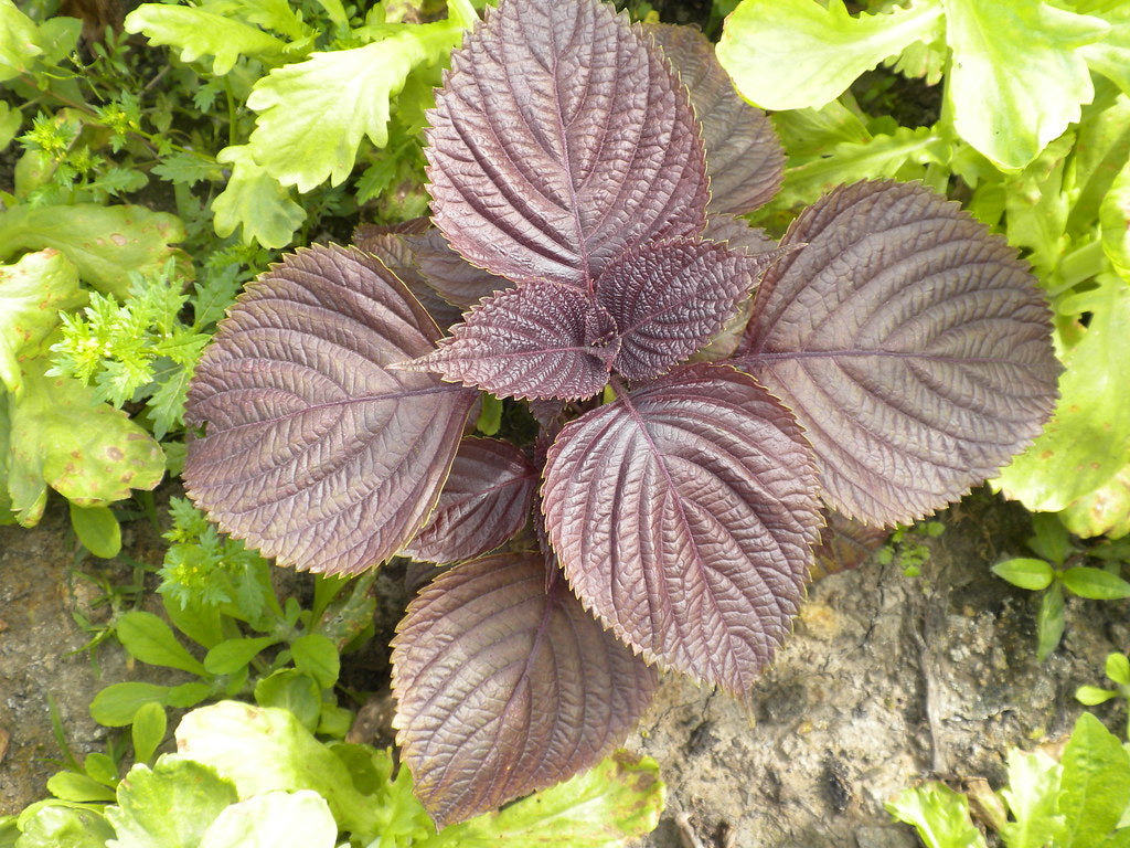 Beefsteak Plant   100 Seeds   Perilla frutescens