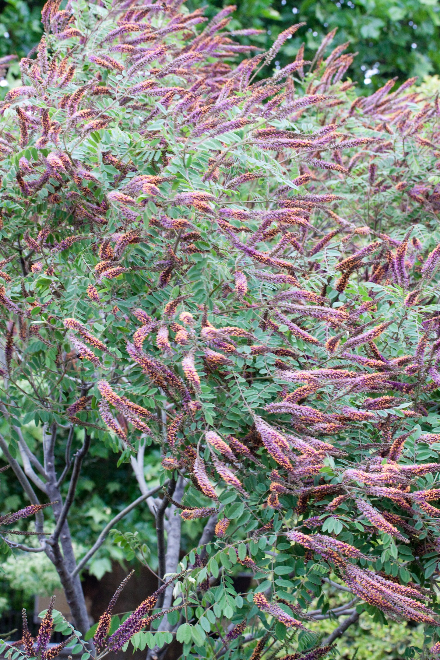 Silver Leadplant   100 Seeds   Amorpha canescens