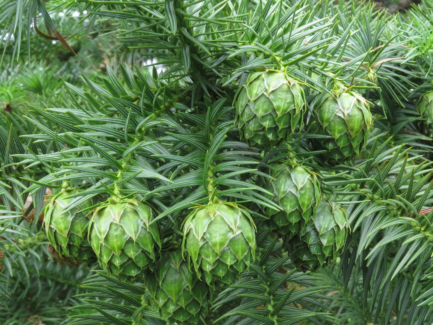 China Fir  100 Seeds  Cunninghamia lanceolata