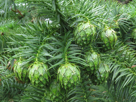 China Fir  100 Seeds  Cunninghamia lanceolata