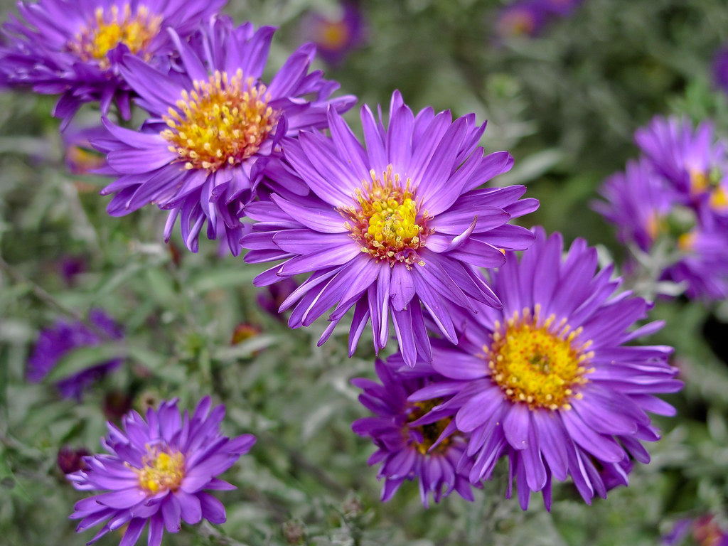 New York Aster   100 Seeds   Aster novi-belgii