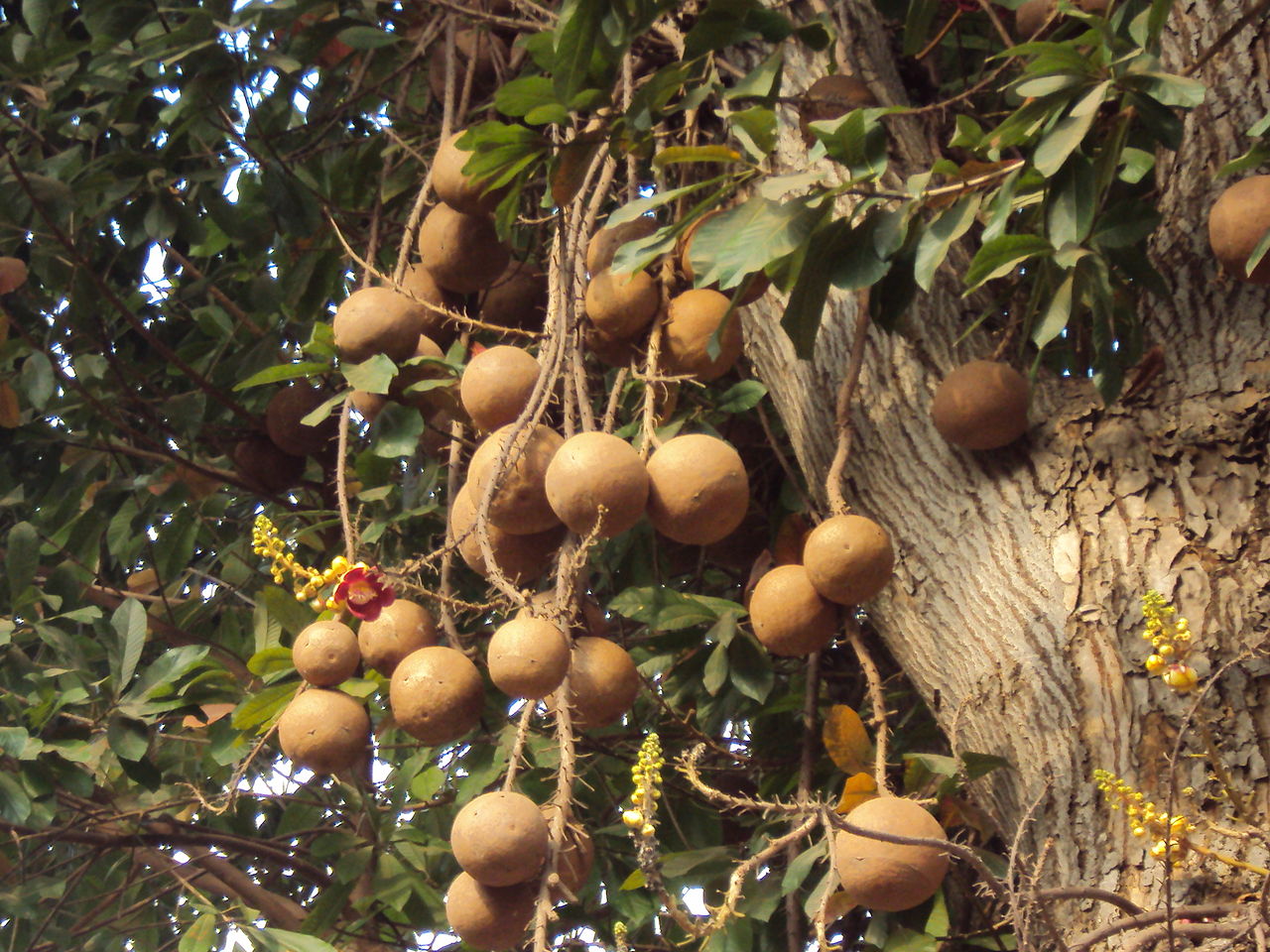 Cannonball Tree   5 Seeds   Couroupita guianensis
