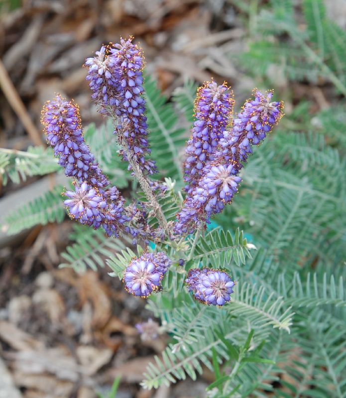 Silver Leadplant   100 Seeds   Amorpha canescens