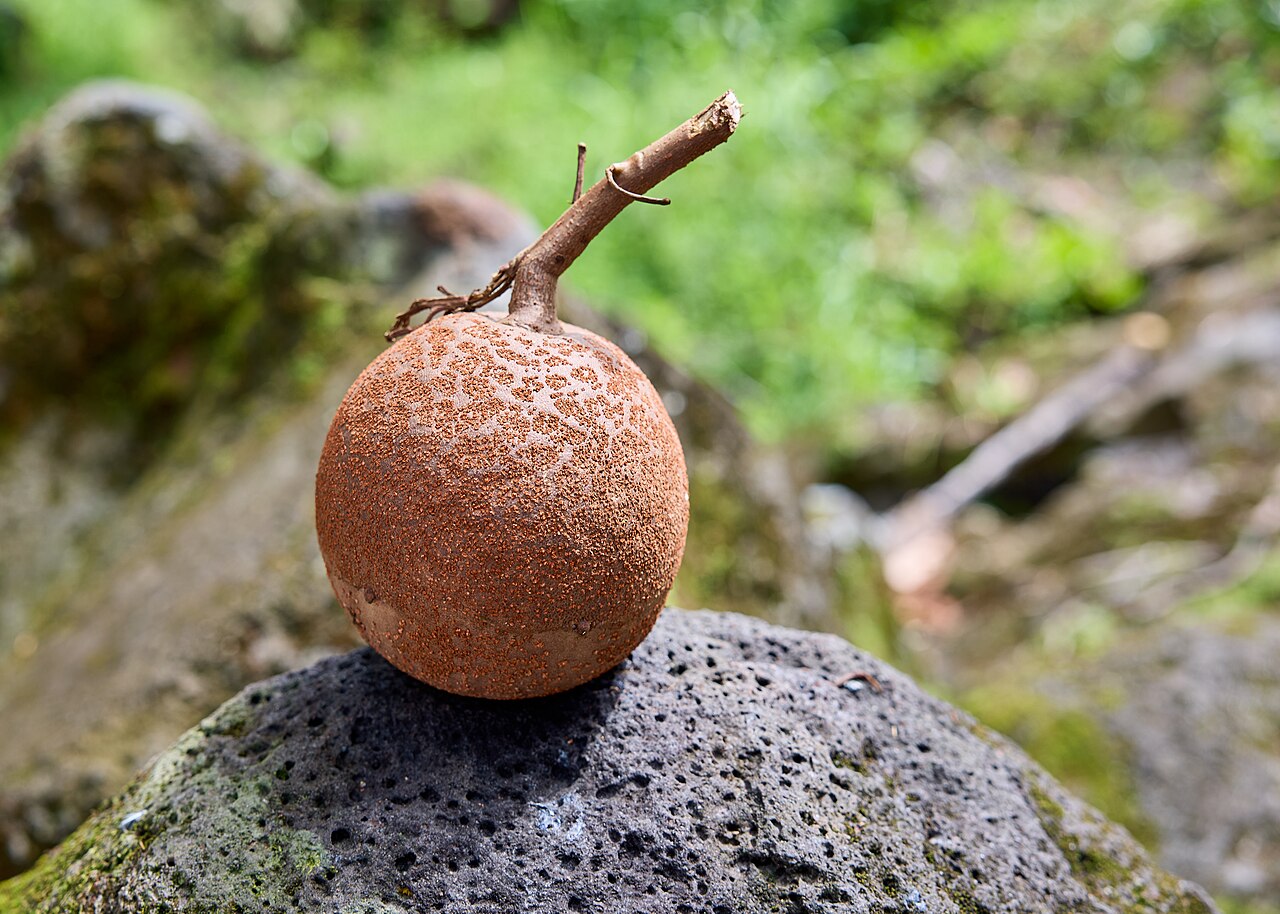 Cannonball Tree   5 Seeds   Couroupita guianensis