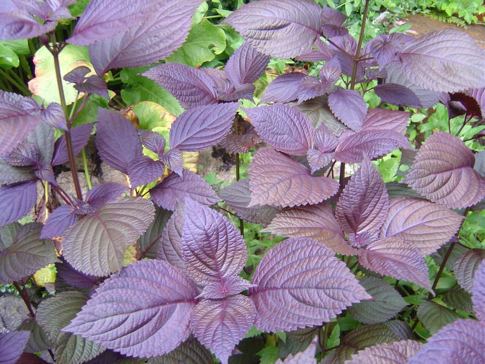 Beefsteak Plant   100 Seeds   Perilla frutescens