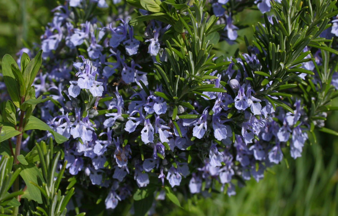 Rosemary   100 Seeds   Rosmarinus officinalis