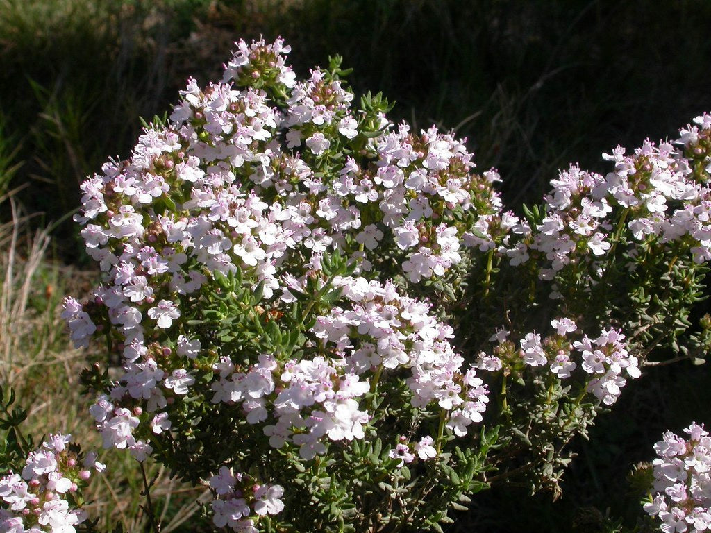 Common Thyme   100 Seeds   Thymus vulgaris