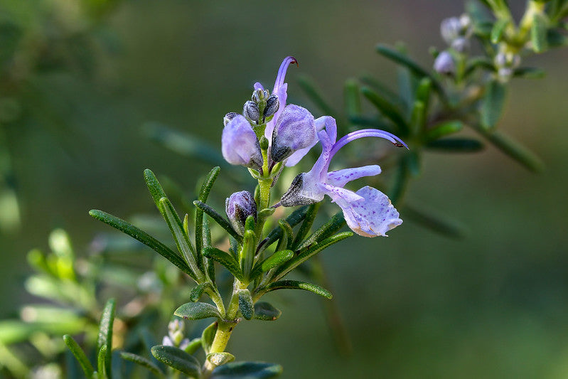 Rosemary   100 Seeds   Rosmarinus officinalis
