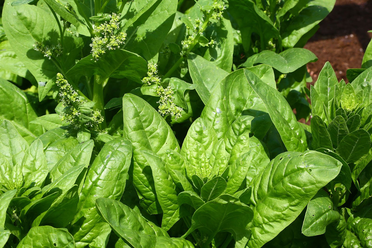 Spinach   100 Seeds   Spinacia oleracea