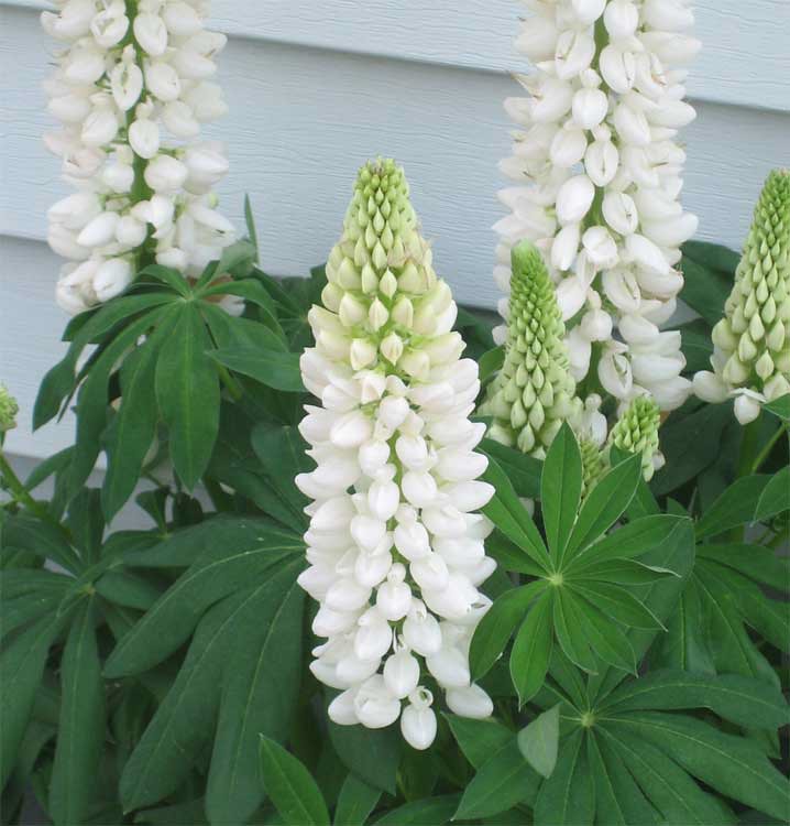 White Lupine   100 Seeds   Lupinus polyphyllus
