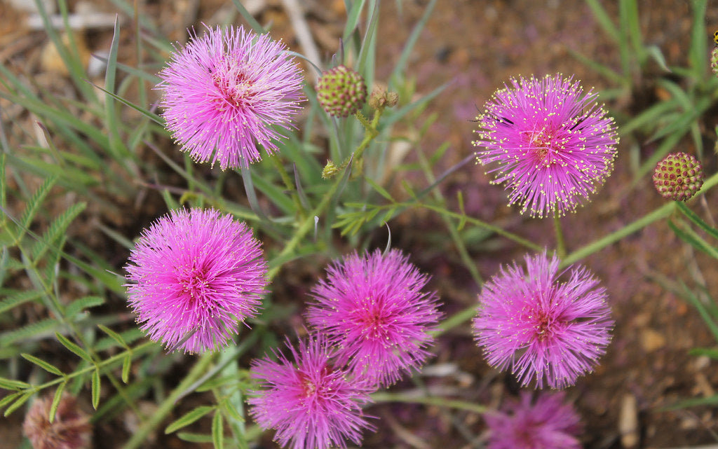 sensitive plant seeds for sale Sensitive Plant 100 Seeds Mimosa pudica – R&B Floridaseeds