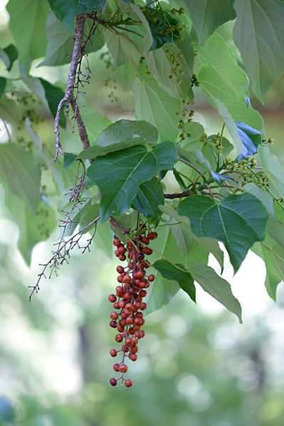 Igiri Tree  100 Seeds  Idesia polycarpa