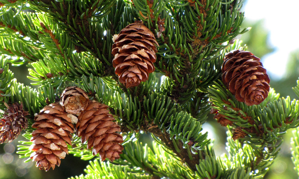 Red Spruce   10 Seeds   Picea rubens