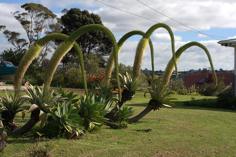 Foxtail Agave   25 Seeds   Agave attenuata