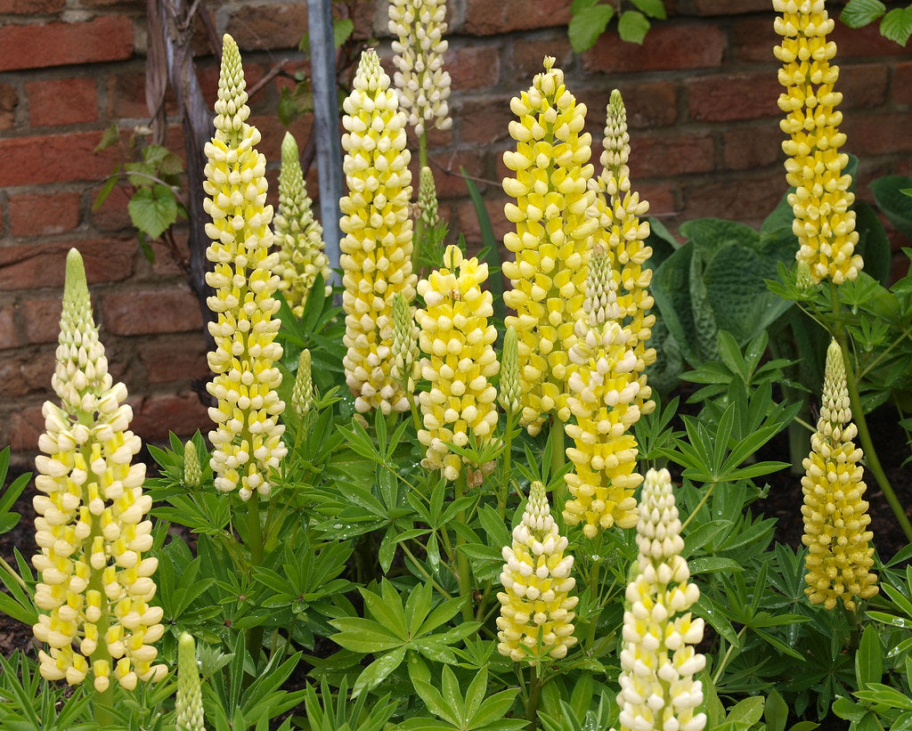 Yellow Lupine   100 Seeds   Lupinus polyphyllus