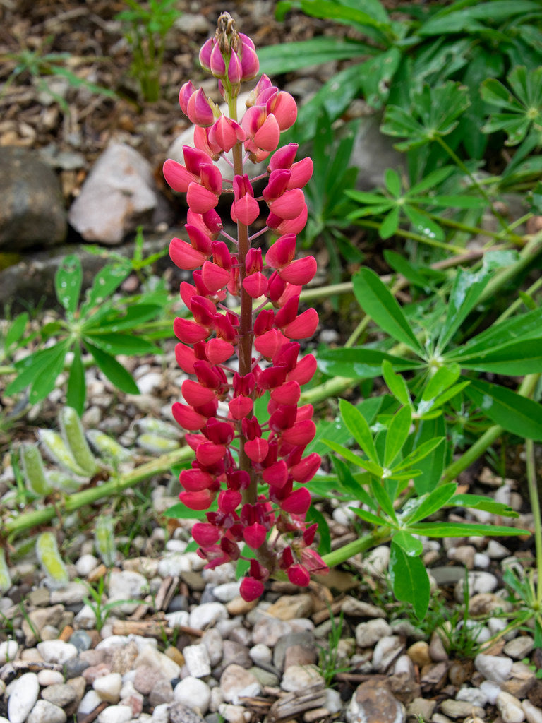 Red Lupine   100 Seeds   Lupinus polyphyllus