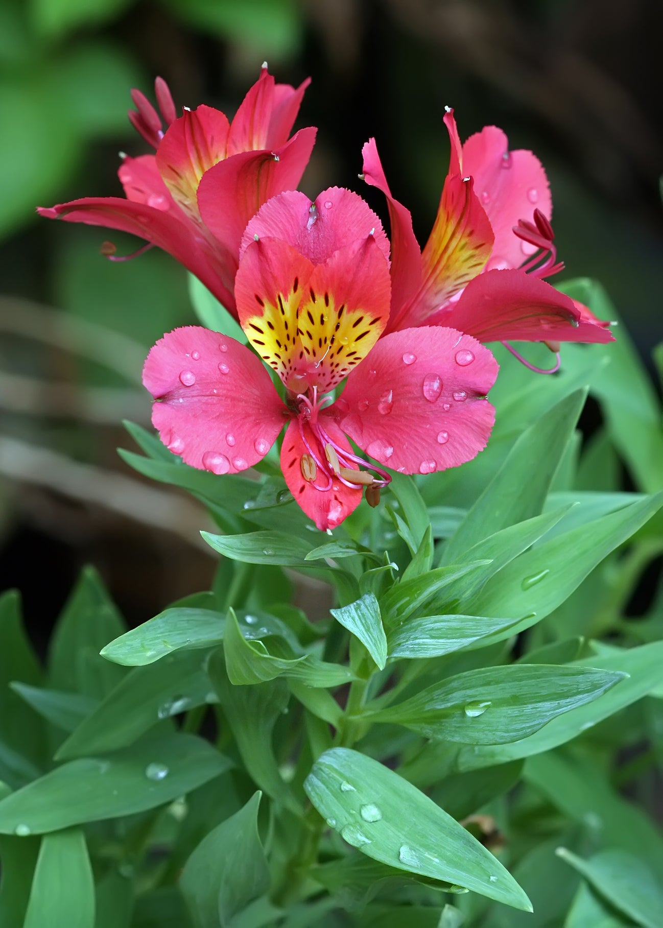 Peruvian Lily   10 Seeds   Alstroemeria x hybrida