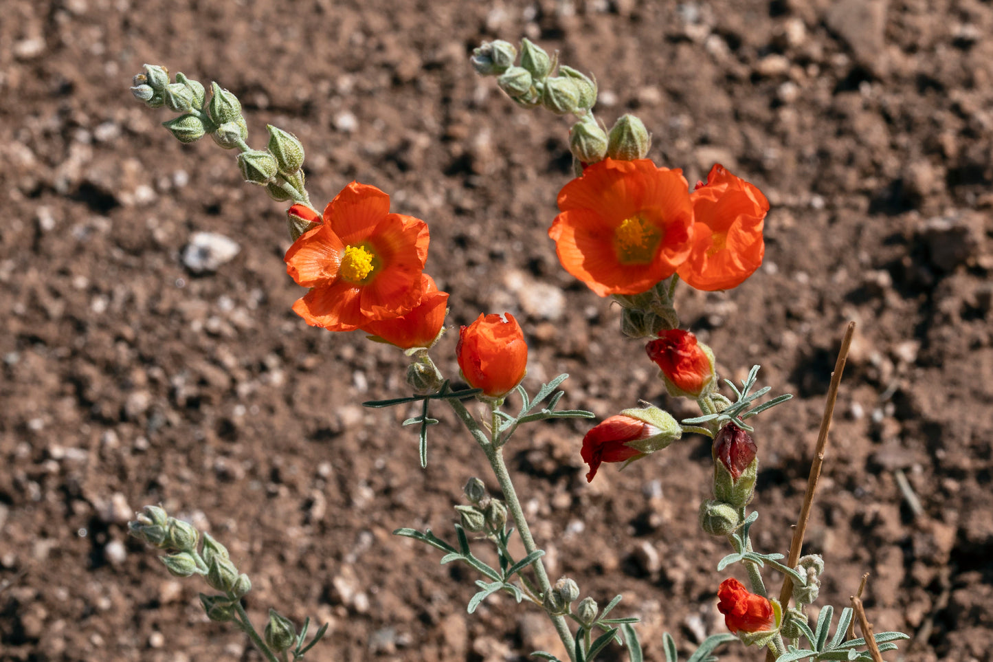 Scarlet Globemallow  100 Seeds  Sphaeralcea coccinea