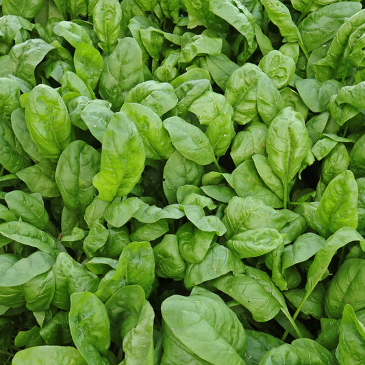 Spinach   100 Seeds   Spinacia oleracea