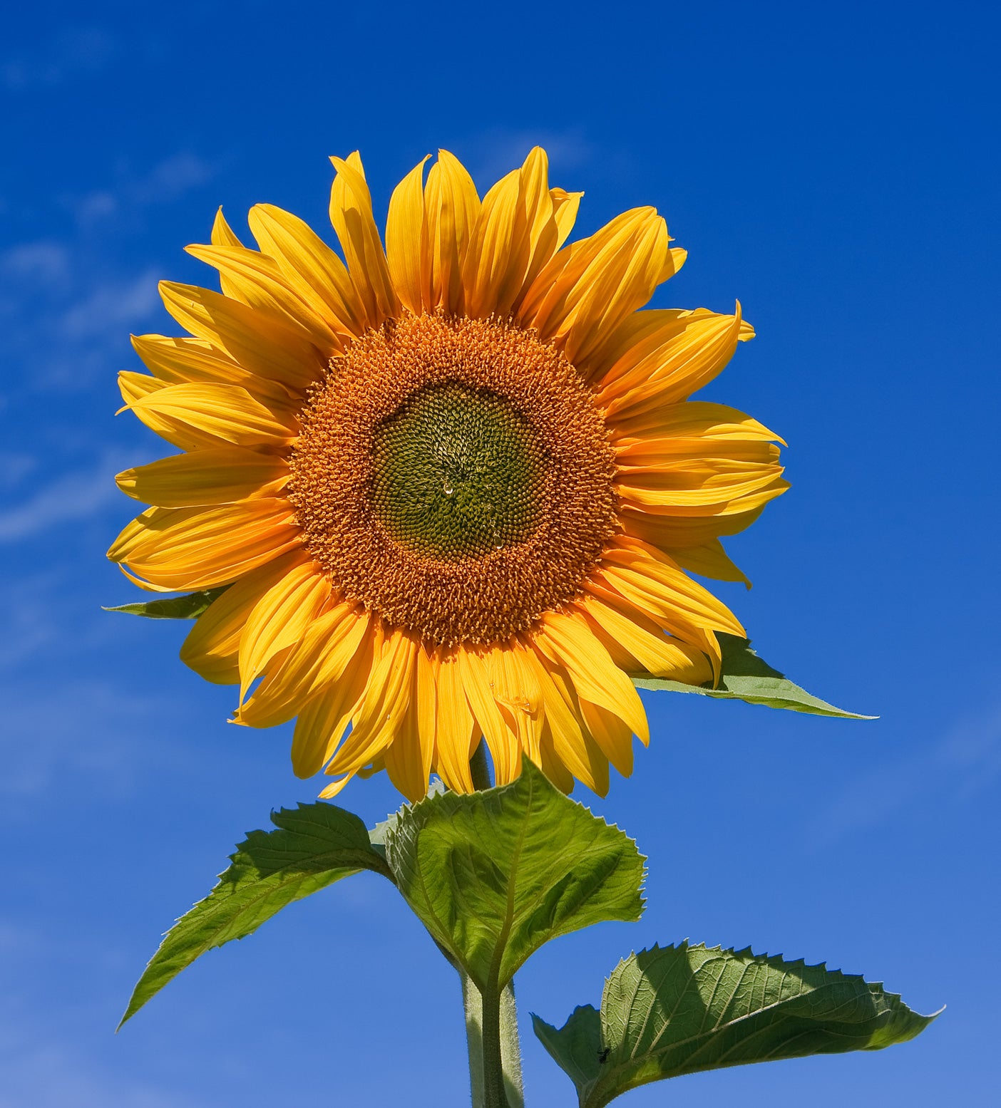 Giant Sunflower   10 Seeds   ‘Mammoth Gray Stripe’   Helianthus annuus