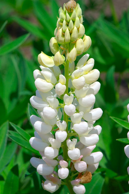 White Lupine   100 Seeds   Lupinus polyphyllus