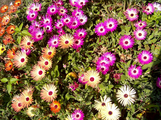 Ice Plant   100 Seeds   Mesembryanthemum criniflorum