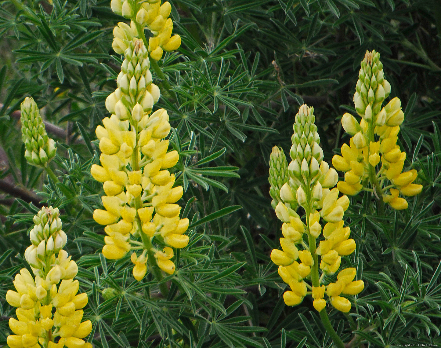 Yellow Lupine   100 Seeds   Lupinus polyphyllus