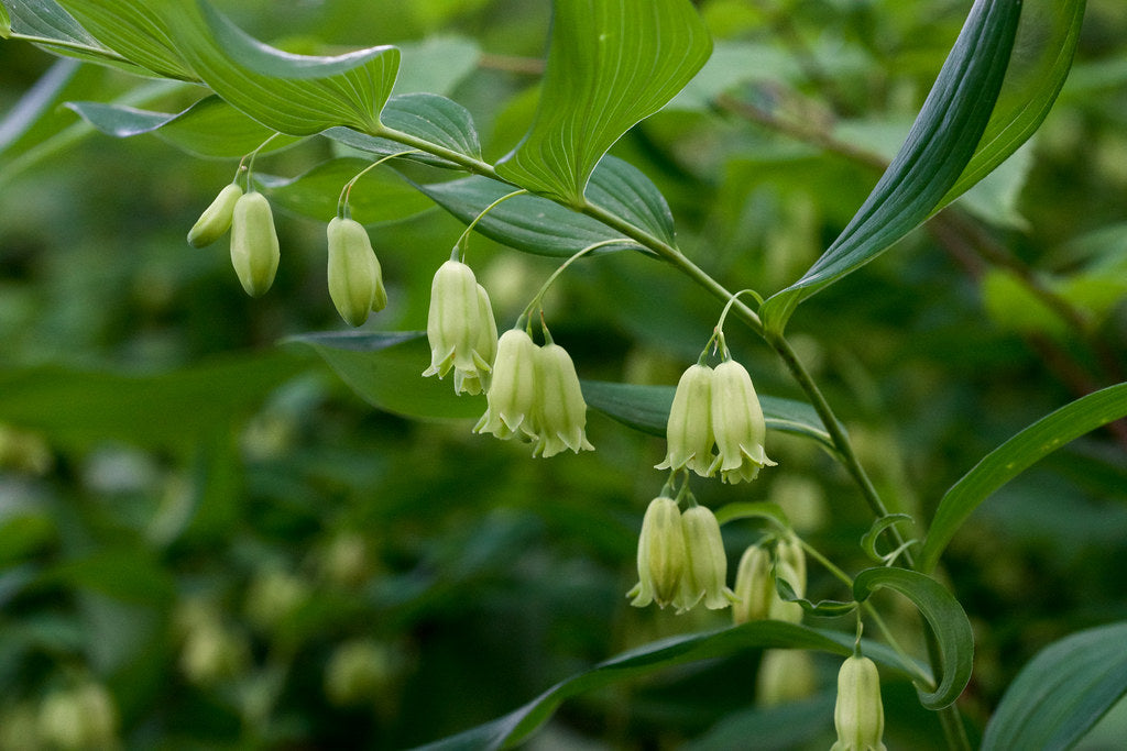 Solomon’s Seal   10 Seeds   Polygonatum biflorum