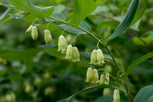 Solomon’s Seal   10 Seeds   Polygonatum biflorum