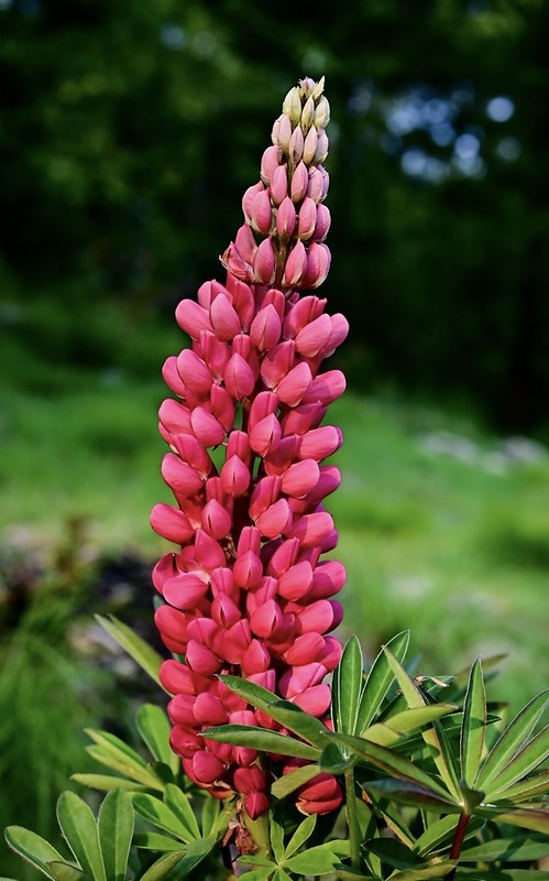 Red Lupine   100 Seeds   Lupinus polyphyllus