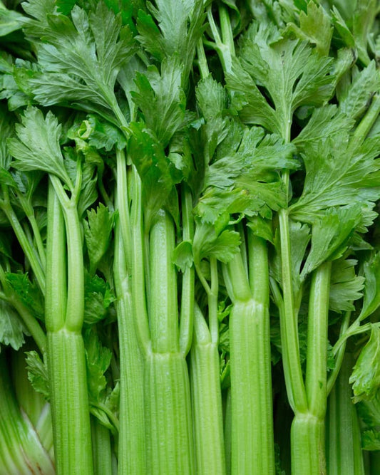 Celery   100 Seeds    Apium graveolens