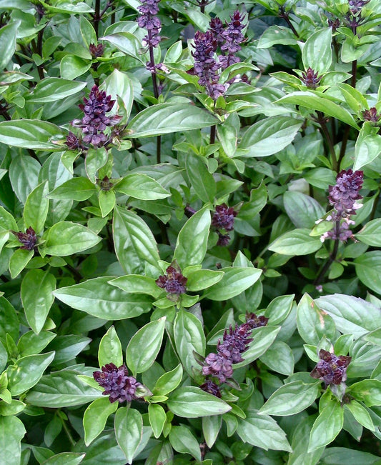 Cinnamon Basil   100 Seeds   Ocimum basilicum