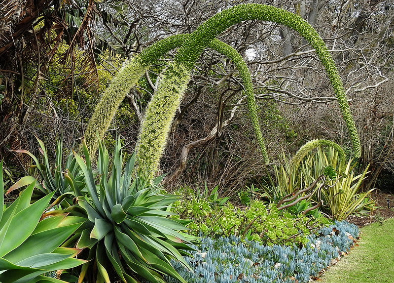 Foxtail Agave   25 Seeds   Agave attenuata