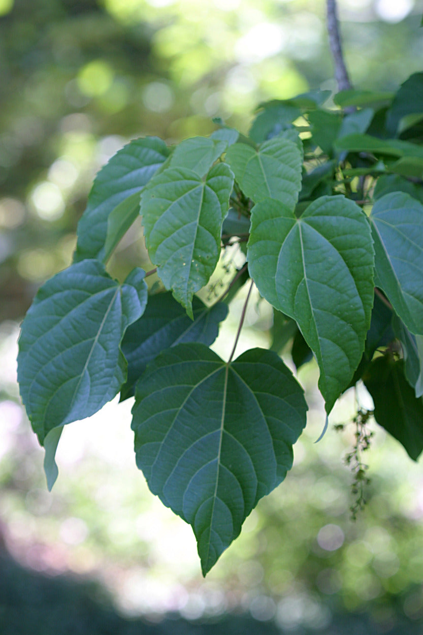 Igiri Tree  100 Seeds  Idesia polycarpa