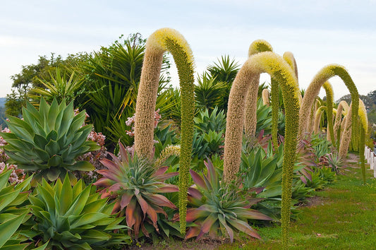 Foxtail Agave   25 Seeds   Agave attenuata