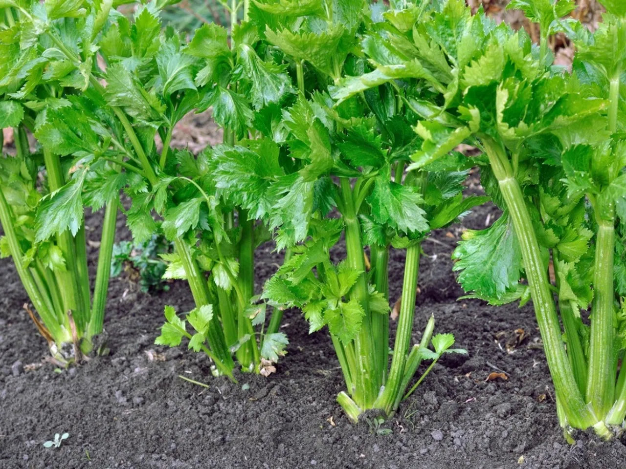Celery   100 Seeds    Apium graveolens