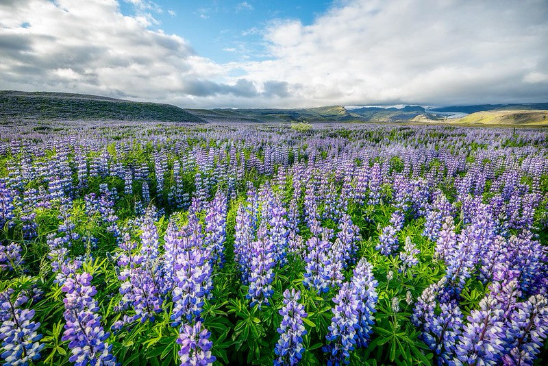 Blue Lupine   100 Seeds   Lupinus polyphyllus