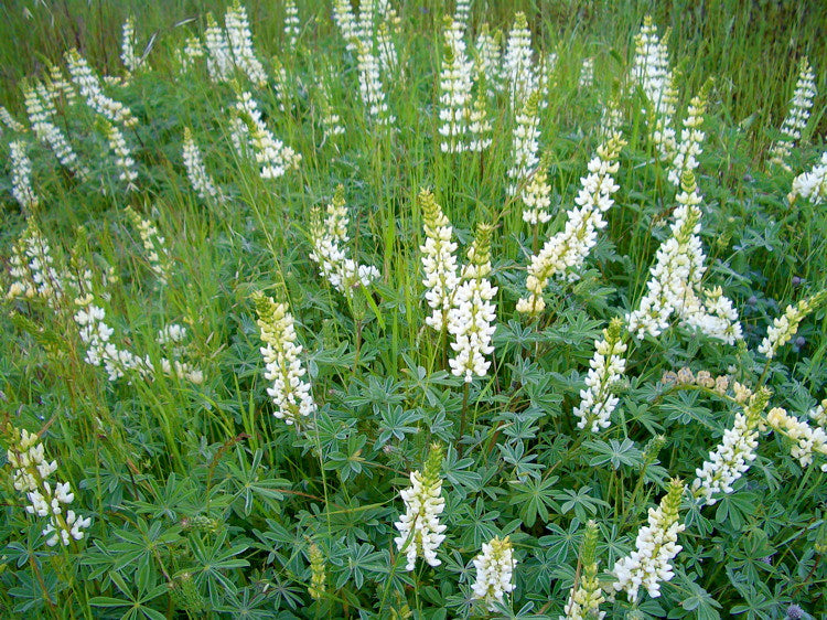 White Lupine   100 Seeds   Lupinus polyphyllus