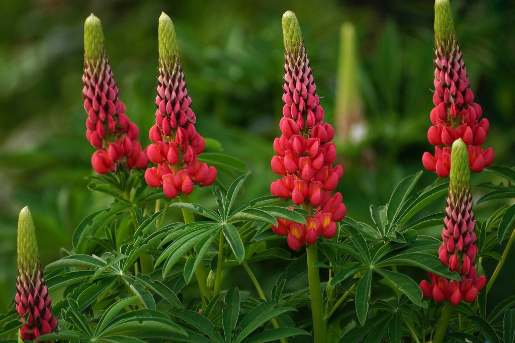 Red Lupine   100 Seeds   Lupinus polyphyllus