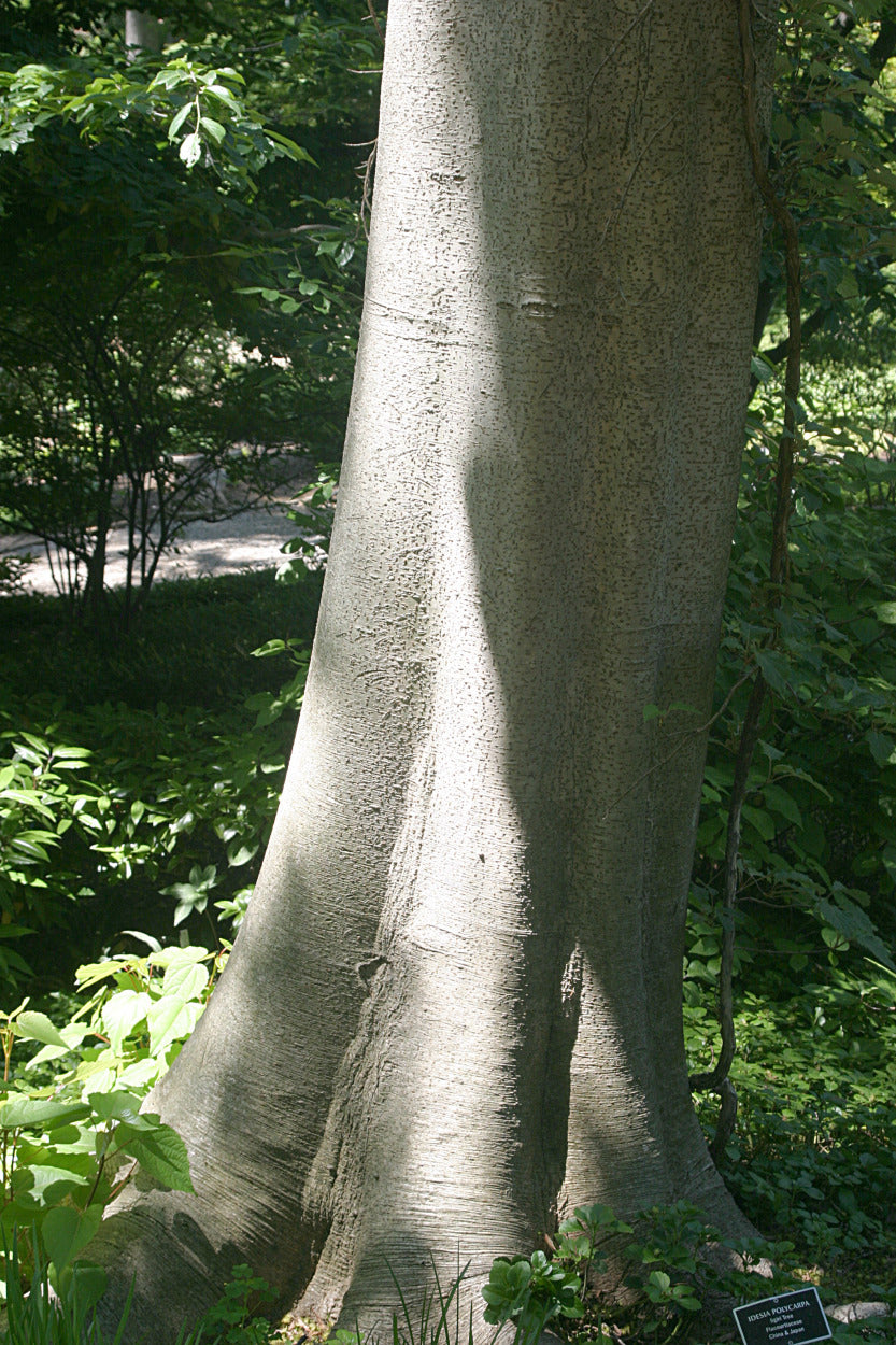 Igiri Tree  100 Seeds  Idesia polycarpa