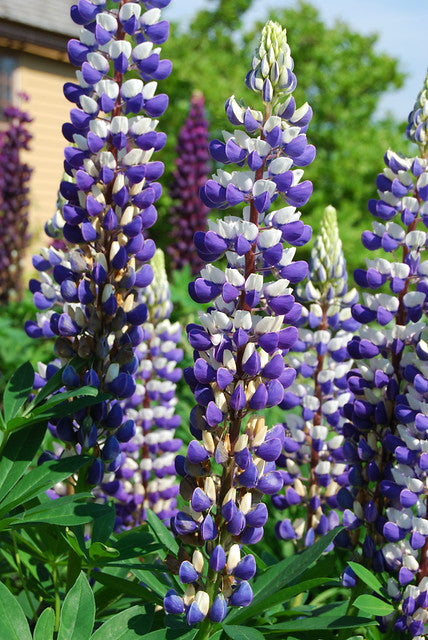 Blue Lupine   100 Seeds   Lupinus polyphyllus