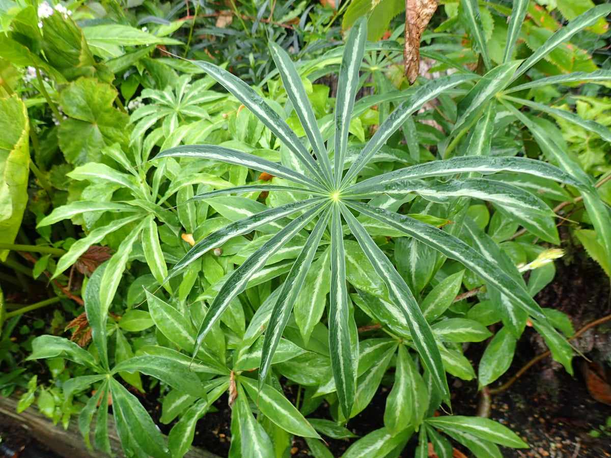 Himalayan Cobra Lily   10 Seeds   Arisaema consanguineum