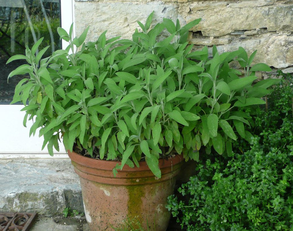 Common Sage   100 Seeds   Salvia officinalis