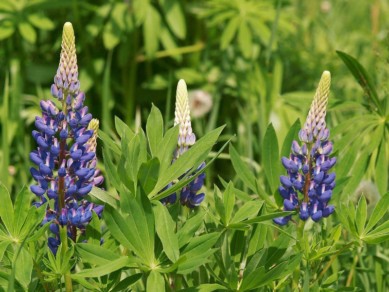 Blue Lupine   100 Seeds   Lupinus polyphyllus