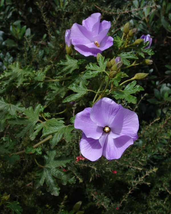 Blue Hibiscus  25 Seeds   Alyogyne huegelii